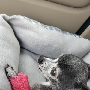 Meet your Posher, Josephine